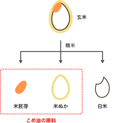 お米の構造