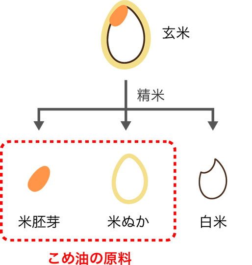 お米の構造