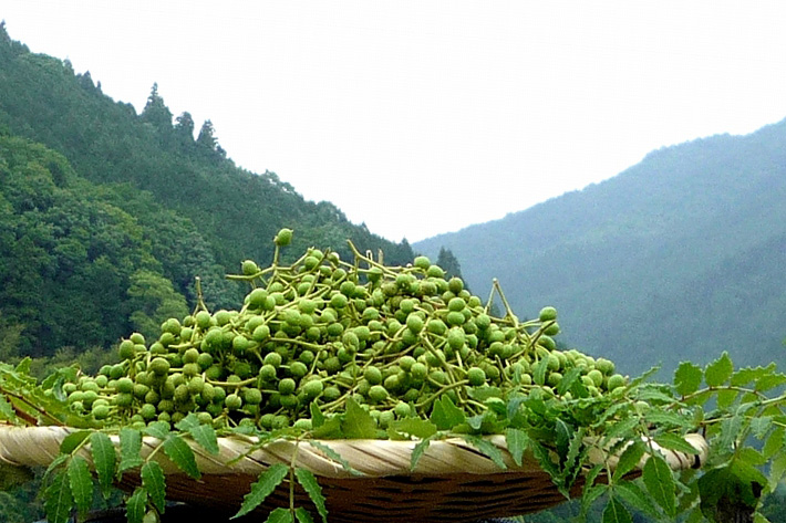 ぶどう山椒